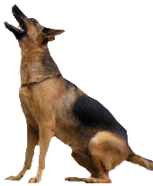 Dog Looking Up
